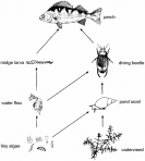 BIOLOGY DIAGRAMS - KCPE-KCSE